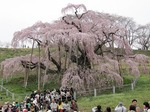 三春滝桜　五、六分咲き